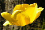 Tulpe Bluete gelb Tulipa 08