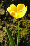 Tulpe Bluete gelb Tulipa 09