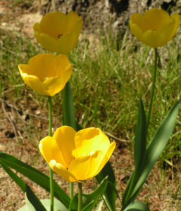 Tulpe Bluete gelb Tulipa 11