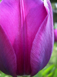 Tulpe Bluete lila Tulipa 02