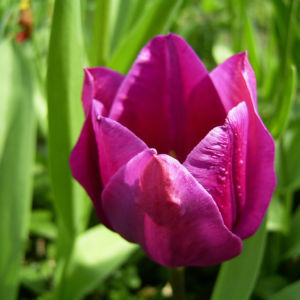 Tulpe Bluete lila Tulipa 04