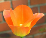 Tulpe Bluete rot orange Tulipa 01