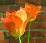 Tulpe Bluete rot orange Tulipa 02