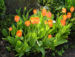Zurück zum kompletten Bilderset Tulpe Blüte rot orange Tulipa