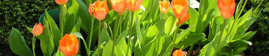 tulpe-bluete-rot-orange-tulipa