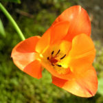 Tulpe Bluete rot orange Tulipa 04