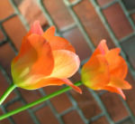 Tulpe Bluete rot orange Tulipa 05