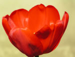 Tulpe Bluete rot Tulipa 01