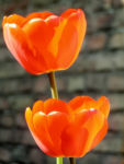 Tulpe Bluete rot Tulipa 03