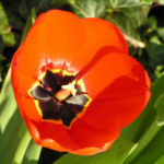 Tulpe Bluete rot Tulipa 05