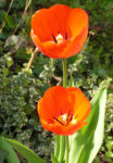 Tulpe Bluete rot Tulipa 06