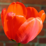 Tulpe Bluete rot Tulipa 07
