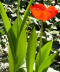 Tulpe Bluete rot Tulipa 08
