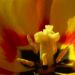 Zurück zum kompletten Bilderset Tulpe gelb rot Tulipa