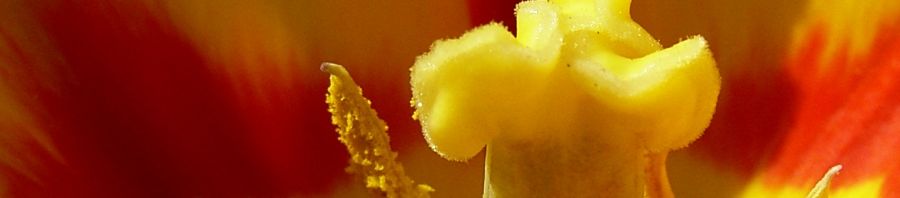 Anklicken um das ganze Bild zu sehen  Tulpe gelb rot Tulipa