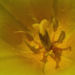 Zurück zum kompletten Bilderset Tulpe Blüte gelb Tulipa