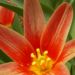 Zurück zum kompletten Bilderset Tulpe klein Blüte  rot weiß Tulipa