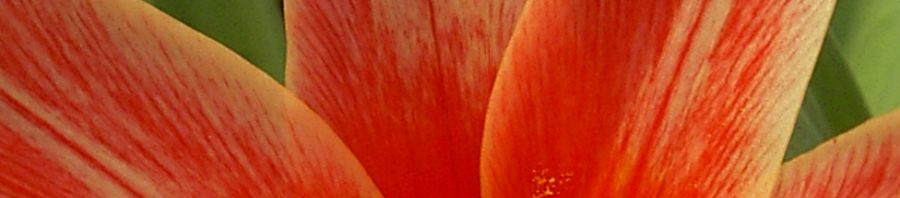 Anklicken um das ganze Bild zu sehen  Tulpe klein Blüte  rot weiß Tulipa