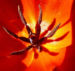 Zurück zum kompletten Bilderset Tulpe Blume Blüte rot Tulipa