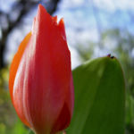 Tulpe rote Bluete Tulipa 01