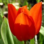 Tulpe rote Bluete Tulipa 02