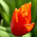 Zurück zum kompletten Bilderset Tulpe rote Blüte Tulipa