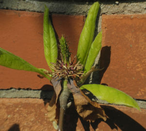 Tulpen Magnolie Blatt gruen Magnolia × soulangeana 08