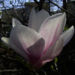 Zurück zum kompletten Bilderset Tulpen-Magnolie Blüte weiß rose Magnolia x soulangiana