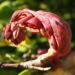 Zurück zum kompletten Bilderset Tulpen-Magnolie Frucht rot Blatt gelblich Magnolia x soulangiana