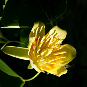 Tulpenbaum Bluete gelb gruen Liriodendron tulipifera 01