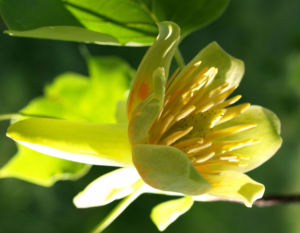 Tulpenbaum Bluete gelb gruen Liriodendron tulipifera 04