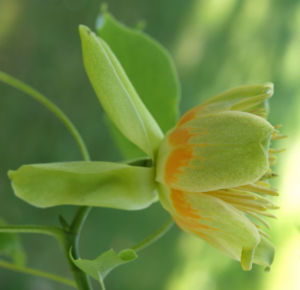 Tulpenbaum Bluete gelb gruen Liriodendron tulipifera 08