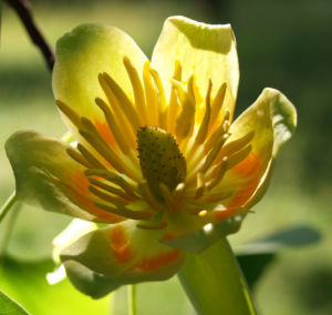 Tulpenbaum Bluete gelb gruen Liriodendron tulipifera 10