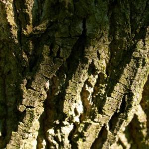 Tulpenbaum Bluete gelb gruen Liriodendron tulipifera 14