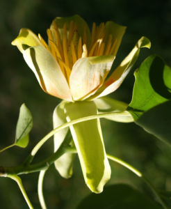 Tulpenbaum Bluete gelb gruen Liriodendron tulipifera 15