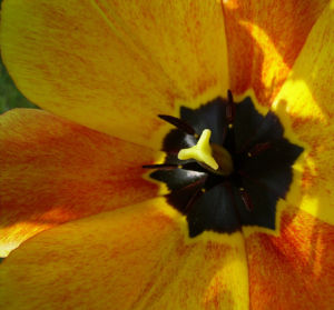 Tulpenbluete rotgelb Tulipa 01