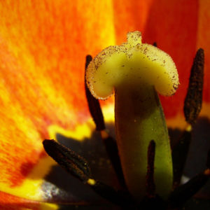 Tulpenbluete rotgelb Tulipa 03