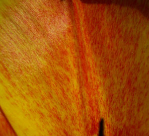 Tulpenbluete rotgelb Tulipa 04