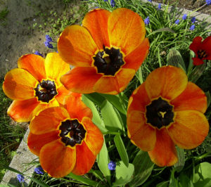 Tulpenbluete rotgelb Tulipa 05