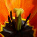 Zurück zum kompletten Bilderset Tulpen Blüte rotgelb Tulipa