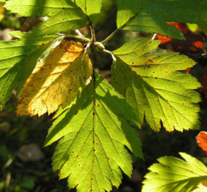 Turkestanische Mehlbeere Blatt grün Frucht rot    Sorbus turcestanica 