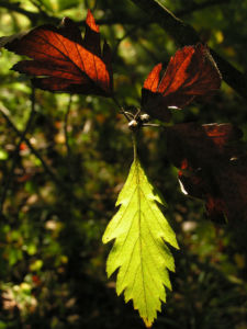 Turkestanische Mehlbeere Blatt grün Frucht rot    Sorbus turcestanica 