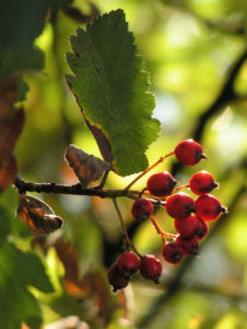 Turkestanische Mehlbeere Blatt grün Frucht rot    Sorbus turcestanica 
