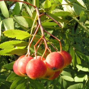 Turkestanische Mehlbeere Blatt grün Frucht rot    Sorbus turcestanica 