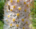 Zurück zum kompletten Bilderset Turkestanische Steppenkerze Blüte weiß Eremurus robustus