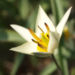 Zurück zum kompletten Bilderset Turkestanische Tulpe Blüte hellgelb Tulipa turkestanica