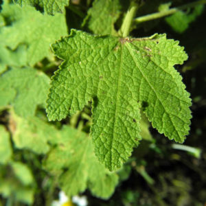Tuerkische Stockrose Blatt gruen Althaea hohenackeri 02