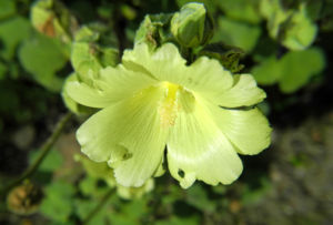 Tuerkische Stockrose Bluete hellgelb Althaea hohenackeri 01