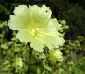 Tuerkische Stockrose Bluete hellgelb Althaea hohenackeri 03