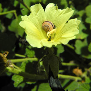 Tuerkische Stockrose Bluete hellgelb Althaea hohenackeri 08